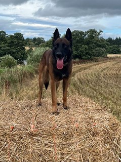 An image of Police Dog Zeus, a brown Belgian Malinois, standing on top of a hay bail in front of green trees in a field.