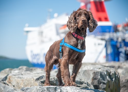 PD Gizmo, a brown sprocker spaniel, at Loch Ryan Port