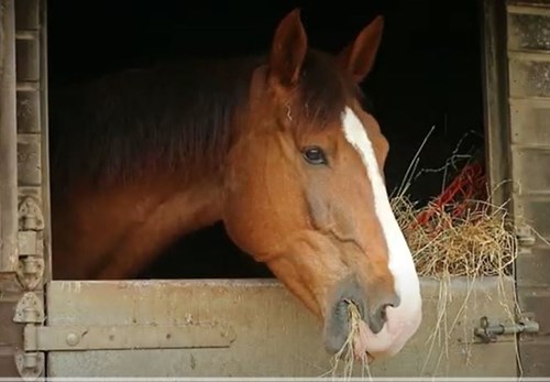 A brown horse with a white stripe on its face eating hay in its stable.