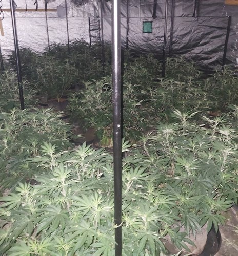 Image of green leafy plants in rows with a silver wall backdrop